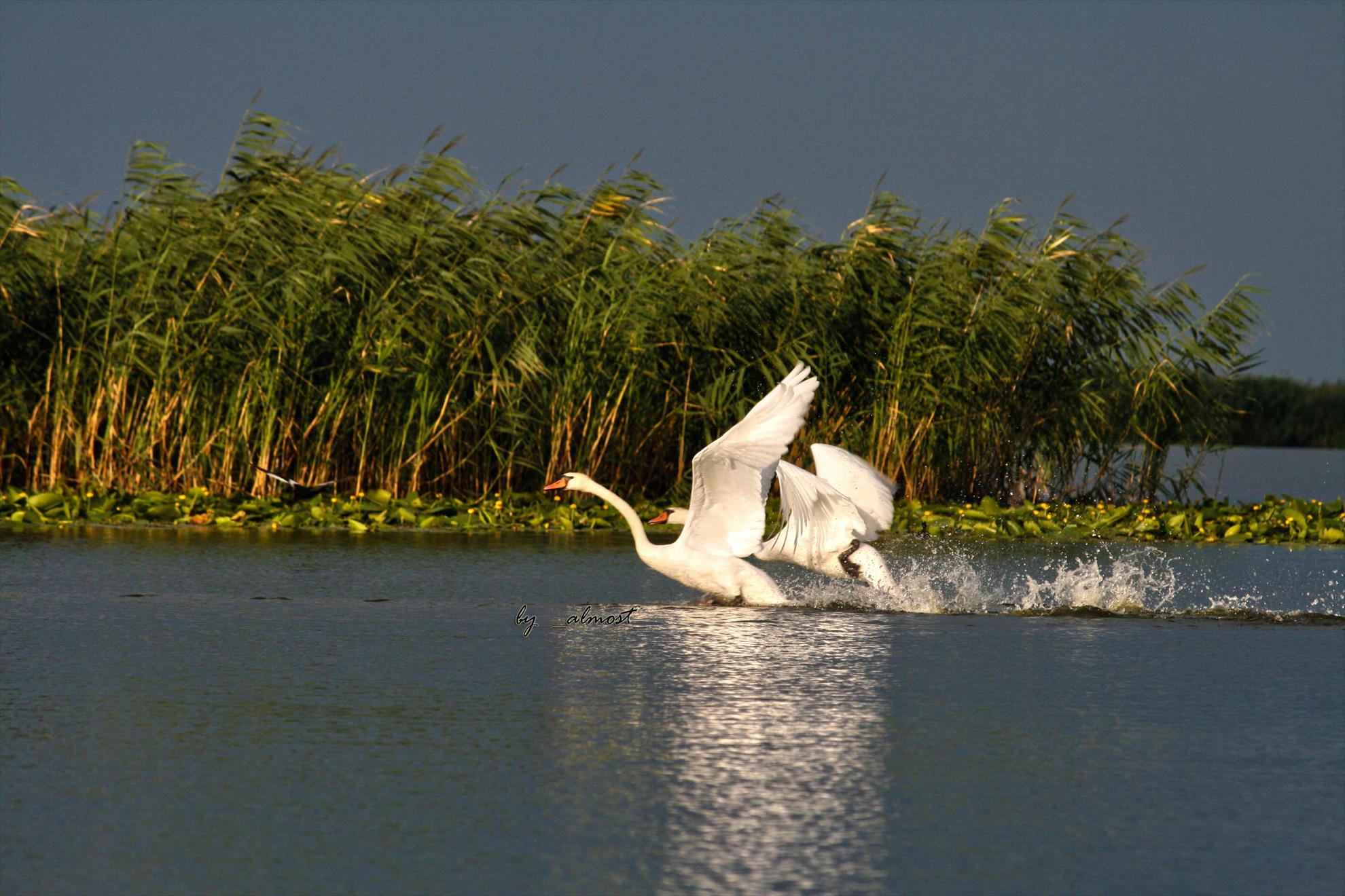 delta - danube-delta.jpg